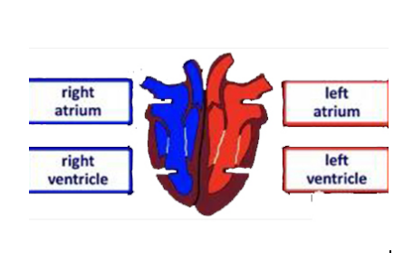 IGCSE生物知识点精讲：三分钟带你认识pulmonary vein and vena cava内容图片_1