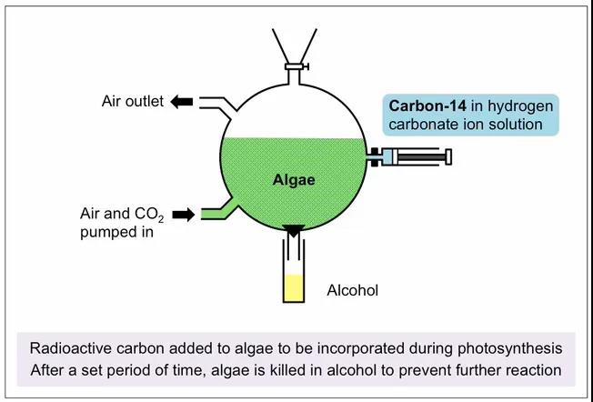 六大必考IB生物实验 实验过程和实验证据都帮你理好了内容图片_6