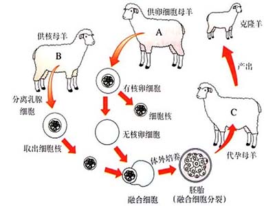 ALEVEL生物知识点加映场：克隆技术