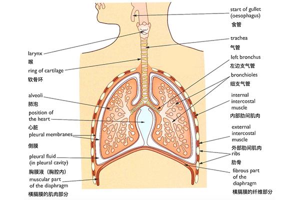 中英文版的IGCSE生物词汇图来了 想记住人体器官怎么能不用图呢？内容图片_1