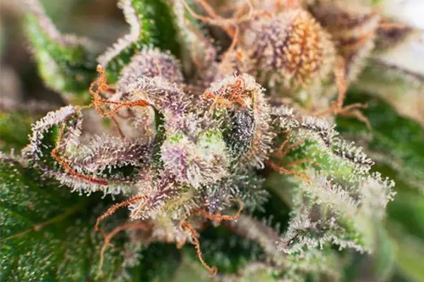    倒计时开始2021年USABO生物竞赛培训来啦，争分夺秒让你踏上直录藤校之路内容图片_1