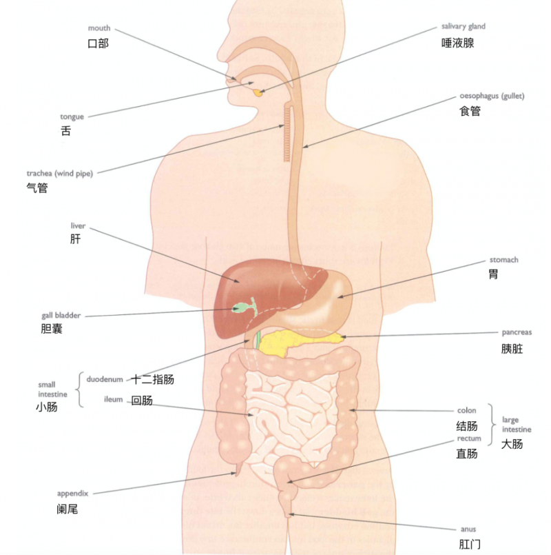 中英文版的IGCSE生物词汇图来了 想记住人体器官怎么能不用图呢？内容图片_2