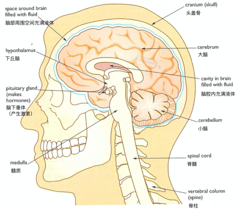 中英文版的igcse生物词汇图来了想记住人体器官怎么能不用图呢 唯寻国际教育