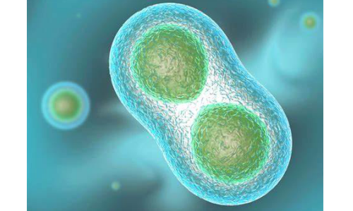 常考GCSE生物知识点汇总 你的模拟考一定用得上内容图片_1