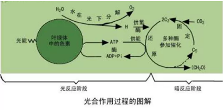 Alevel生物知识点精讲 光合作用的两个反应你学会了吗内容图片_1