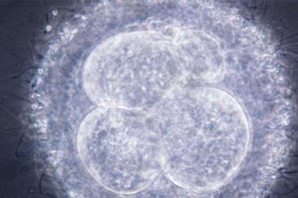 2021重点AP生物考试内容分析  带你重温4个Big idea必考知识点和重难点内容图片_2