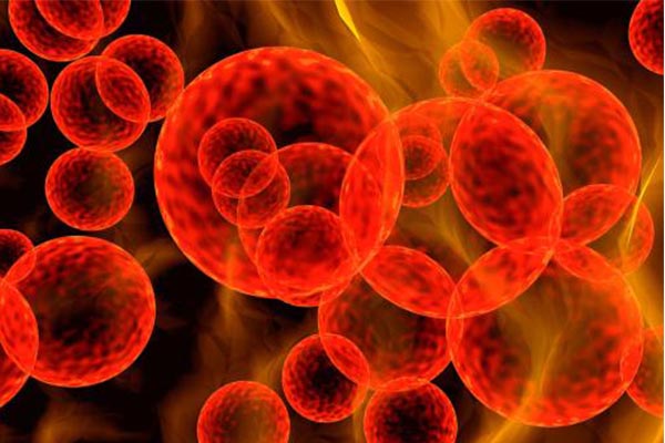 避雷版IB生物考试重点总结  这些知识误区你都踩雷了吗内容图片_2