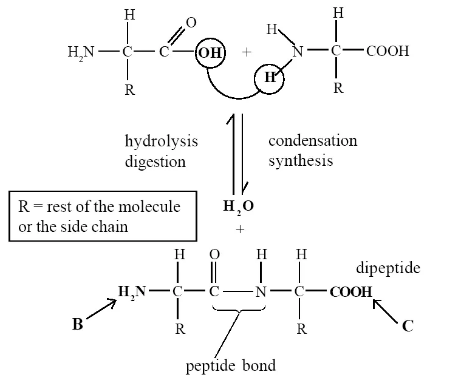Alevel生物bond反应讲解  赶紧来加强自己的生物知识点吧内容图片_3