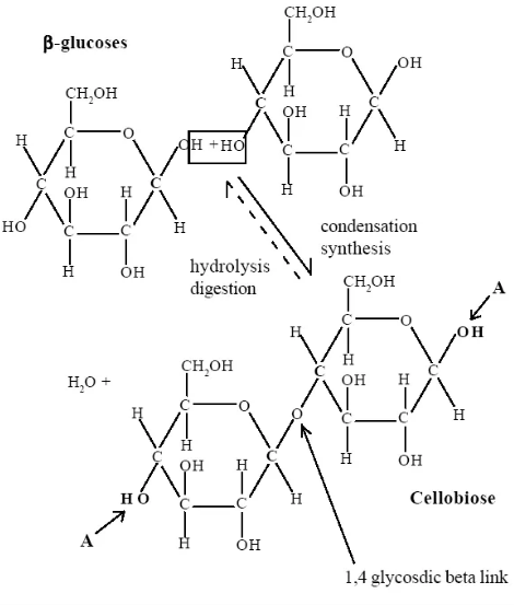 Alevel生物bond反应讲解  赶紧来加强自己的生物知识点吧内容图片_2