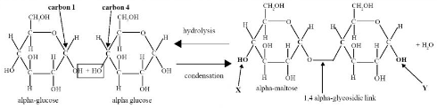 Alevel生物bond反应讲解  赶紧来加强自己的生物知识点吧内容图片_1