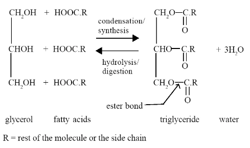 Alevel生物bond反应讲解  赶紧来加强自己的生物知识点吧内容图片_4