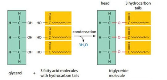 Alevel生物中的化学结构讲解 这份图文版的结构讲解赶紧收好内容图片_4