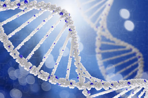 IB生物DNA分子结构知识点讲解 这个知识点可是IB生物学员必背的内容图片_1