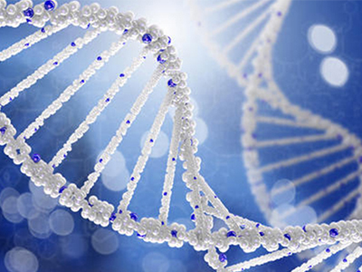 IB生物DNA分子结构知识点讲解 这个知识点可是IB生物学员要背的
