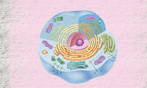 ALEVEL生物考点透彻解析，教你一招搞定复杂算法内容图片_1