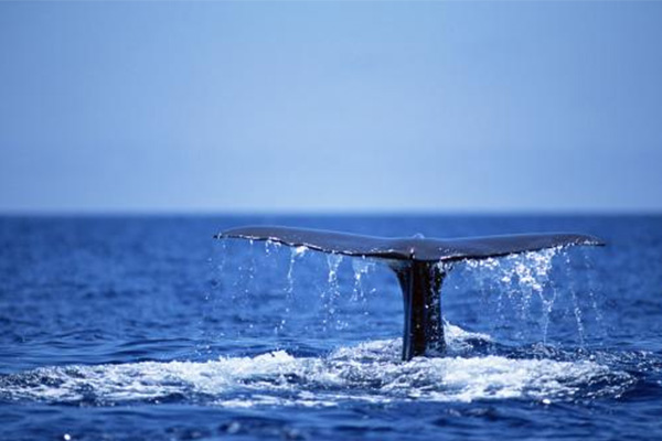 AP生物选择题题型分类  这5类题型需要你平时多多钻研内容图片_1