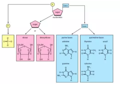 Alevel生物核酸知识点讲解 DNA的奥秘要了解哦内容图片_1