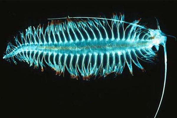Alevel生物essay写作攻略来了 想拿高分这4大点很重要内容图片_1