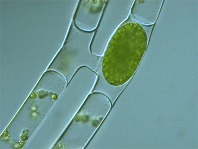 GCSE生物无性繁殖知识点讲解  这可是核心主题之一遗传的重要内容