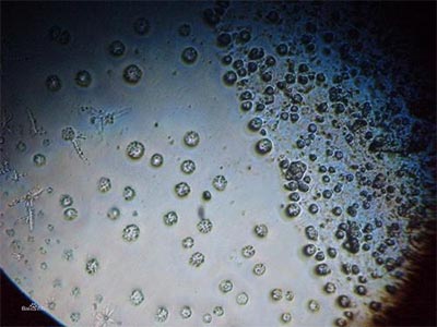 AP加餐AP生物简答题应试技巧来了 这些让你离理想分更近一步