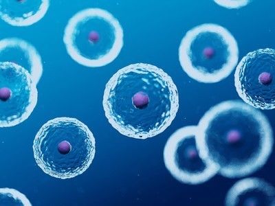 Alevel生物细胞膜考点分享  从成份到实验考点都在这里啦