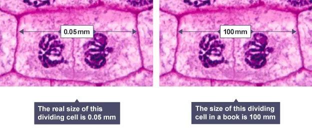 真正会学的IG学员 都提前掌握了这个IGCSE生物知识点内容图片_6