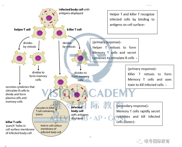 AS生物考试重点总结来了 这份复习攻略错过小心A星不保内容图片_7