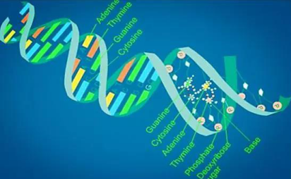 IB生物考试题型和考点有哪些 如何应考才能拿7分内容图片_1
