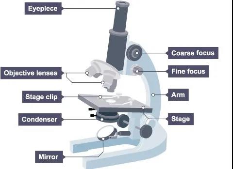 真正会学的IG学员 都提前掌握了这个IGCSE生物知识点内容图片_2