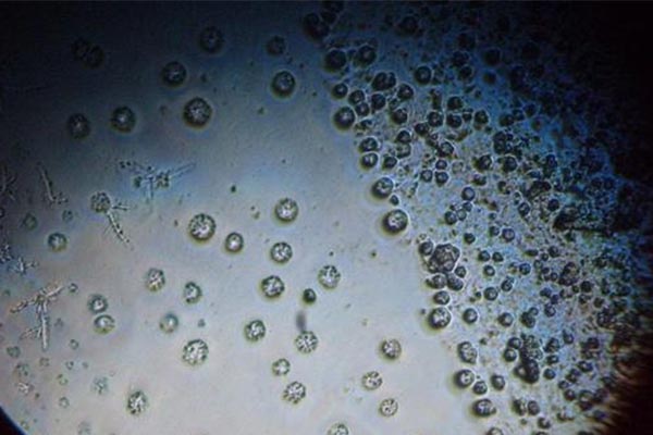 AP加餐AP生物简答题应试技巧来了 这些让你离理想分更近一步内容图片_1