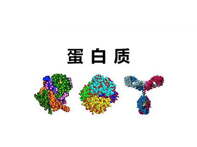 Alevel生物蛋白质知识点以及计算题分享 赶紧接住这波拿A星的宝典吧