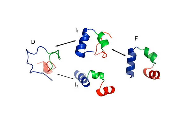 AS生物知识点分享之生物大分子  选了AL生物的你了解过吗内容图片_2