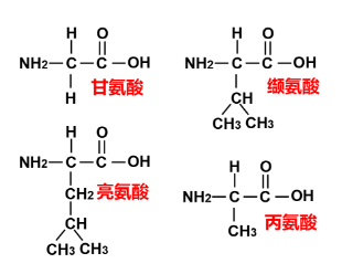 Alevel生物蛋白质知识点以及计算题分享 赶紧接住这波拿A星的宝典吧内容图片_1