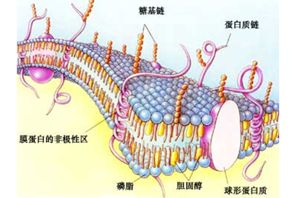 AP生物细胞器内容复习来了 这也是MC部分常常考到的重点哦