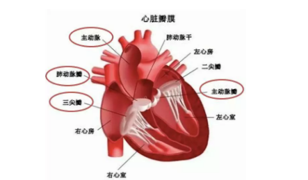 AS生物心血管循环系统知识点分享 理论化的知识可是考试的重中之重哦内容图片_1