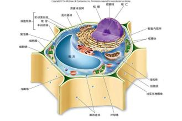 AP生物细胞器内容复习来了 这也是MC部分常常考到的重点哦内容图片_1