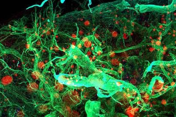 IB生物实验反应总结分享来了  这些有颜色的反应别记混淆了内容图片_1
