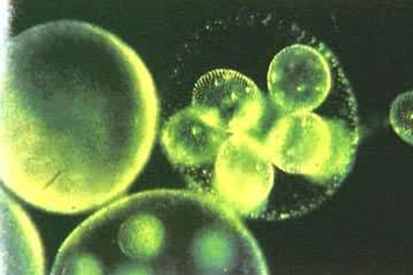 Alevel生物染色体知识点分享  按照这两个方法来求解内容图片_1