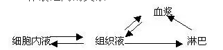 Alevel生物稳态调节考点分享  快把注意力放在内环境吧内容图片_2
