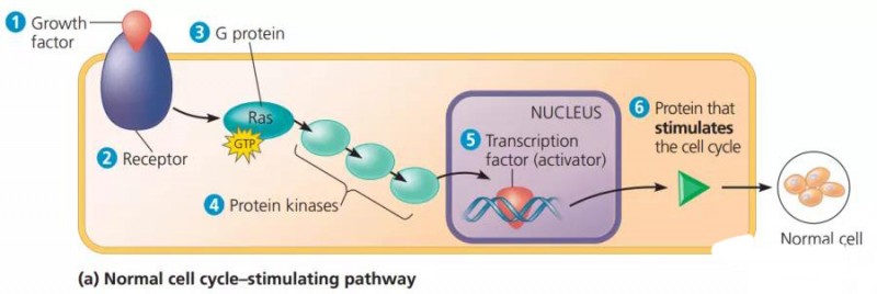 高频AP生物考点梳理：Ras 基因内容图片_2