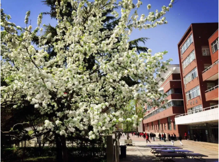 学费良心，留学率优异？这些国际学校的性价比神了！内容图片_3