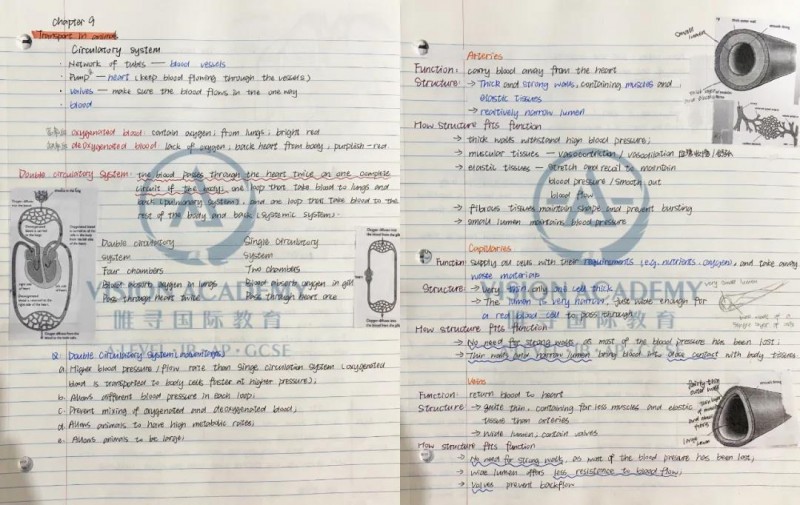 ALEVEL课程怎么学 橡沐教育机构总结了22款大神笔记内容图片_18